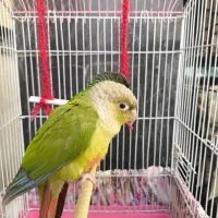 پرنده گرینچیک 4ماهه