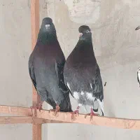 کبوتر پرشی ۳۰عدد