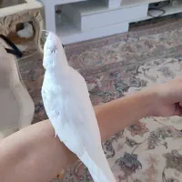 جوجه عروس هلندی البینو سالم دستی