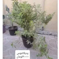 گل و گیاه طبیعی