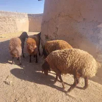 بره نر