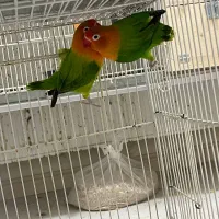 اپلایین گرین