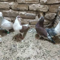 کبوتر|پرنده|مه ولات, |دیوار
