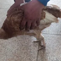 دوعددبقلمون جوان