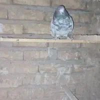 کله دار ماده|پرنده|بهارستان, |دیوار