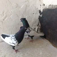 کفتر سینه سیاه