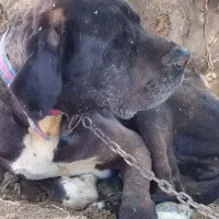 سگ ماده