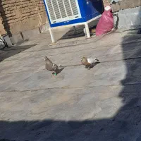 کفتر سینه