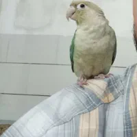 گرینچیک پاین اپل|پرنده|طبس, |دیوار