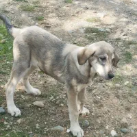 سگ پژدر