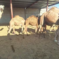 شتر|حیوانات مزرعه|شیراز, ظفرآباد|دیوار