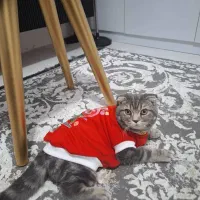 گربه اسکاتیش اشرافی