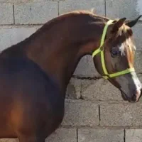 خریدوفروش اسب و پانسیون(چک معتبر)|اسب و تجهیزات اسبسواری|سردرود, |دیوار