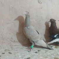 کفتر پرشی|پرنده|سبزوار, شرق کال شمالی|دیوار