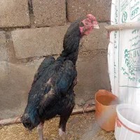 خروس لاری اصیل افغان