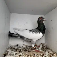 یهودی هفت رنگ نر خوش تیپ|پرنده|رضویه, |دیوار