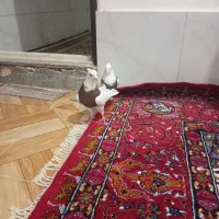 کفتر|پرنده|قم, ولیعصر|دیوار