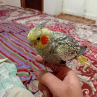 جوجه عروس هلندی|پرنده|ارومیه, |دیوار