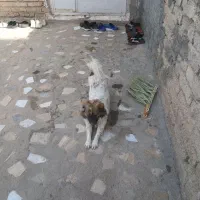 واگذاری سگ اشپیتز|سگ|داراب, |دیوار