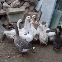 غاز محلی و اردک وحشی