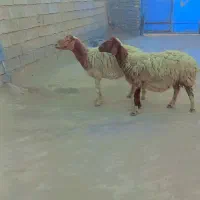 گوسفند ابستن