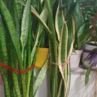 گلهای طبیعی|گل و گیاه طبیعی|رشت, خمیران زاهدان|دیوار