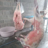 کشتار روزانه گوسفند شیشک