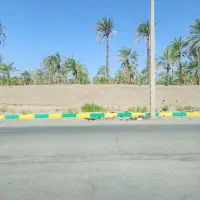 درخت بند هستم