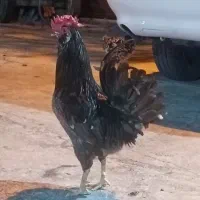 مرغ وخروس گلین