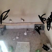 چندجفته کفتر