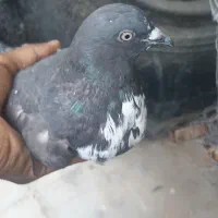 کبوتر تهرانی و کرمانی|پرنده|خاش, |دیوار