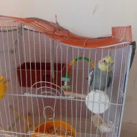 عروس طوطی باقفس