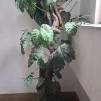 گل مصنویی اپارتمانی