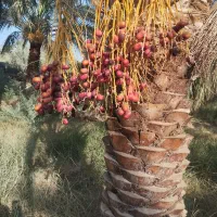 فروش فوری خرما دو ردیفی