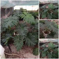 گل برگ انجیری فر. چشم نواز