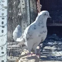 کبوتر نر تهرانی گرفته|پرنده|اسلامآباد غرب, |دیوار