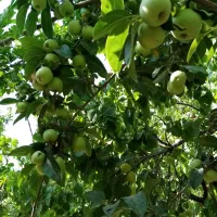 باغ ویلا1600متری جاده آتشگاه سه نبش معاوضه اقساط|فروش خانه و ویلا|نجف‌آباد, قلعه سفید|دیوار