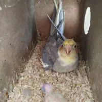 جفت عروس|پرنده|گلبهار, شهر جدید گلبهار|دیوار