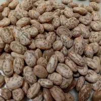 لوبیا چیتی