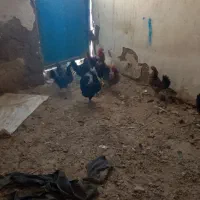 اهواز|حیوانات مزرعه|کارون, |دیوار