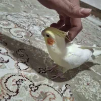 عروس هلندی فول دستی