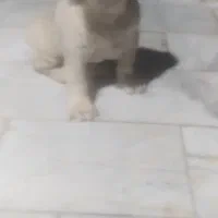 توله نر  افغان