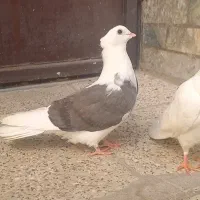 جفت کبوتر شازده و یه کت سرخ