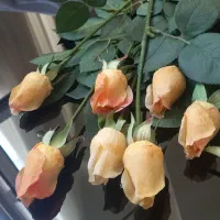 ۹ شاخه گل رز لب صورتی مشابه طبیعی و کاملا نو|گل مصنوعی|مشهد, الهیه|دیوار