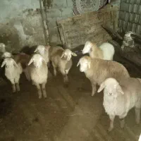 گوسفند|حیوانات مزرعه|مشگین شهر, |دیوار