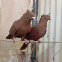 پرنده فروشی