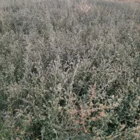 بذر یونجه درجه یک ماران اصل