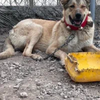 سگ سرابی قهدرجونی