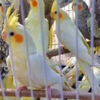 عروس هلندی جوجه و بالغ