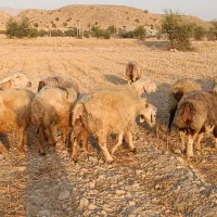 فروش 32 راس میش داشتی ناز آبستن ترکی بختیاری|حیوانات مزرعه|کازرون, |دیوار